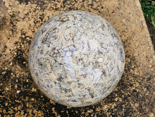 Esfera colosal de coral fósil con soporte