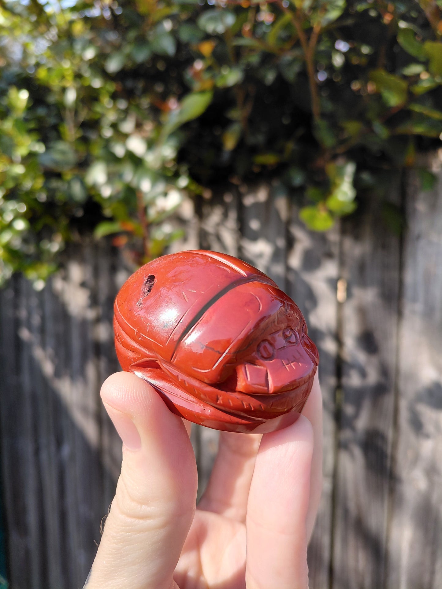 Escarabajo de jaspe rojo - Mini A