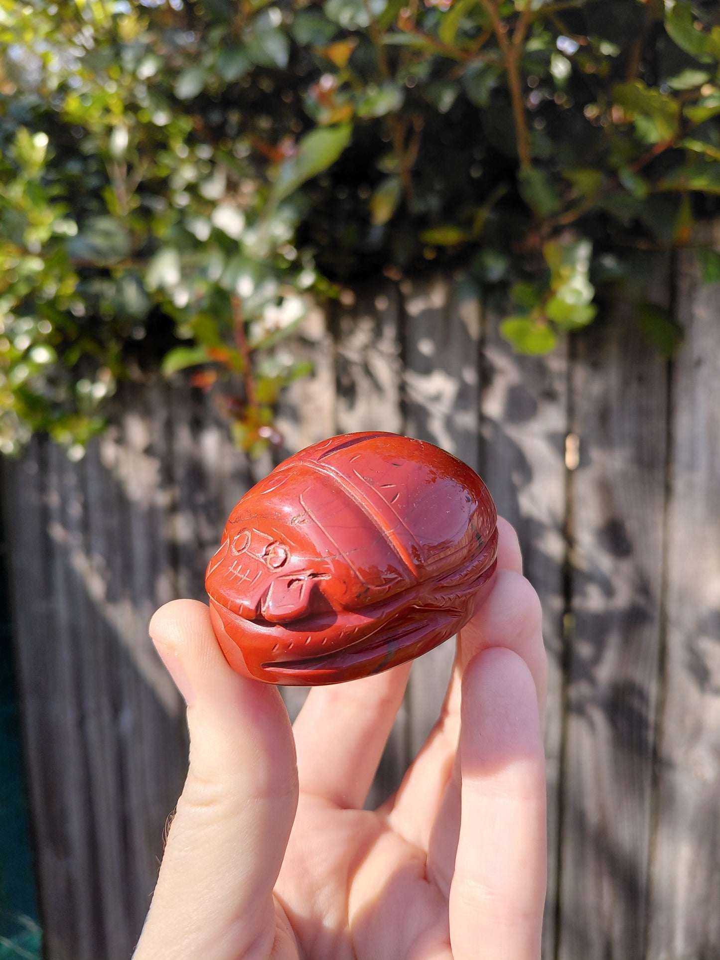Escarabajo de jaspe rojo - Mini A